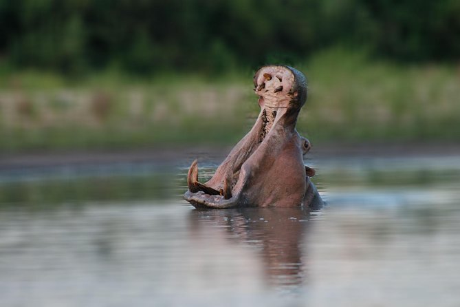 Tanzania Simba Safari - 5 Days - What the private vehicle adds