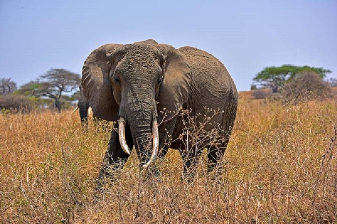 Tarangire Day Tour - Key things to know before booking