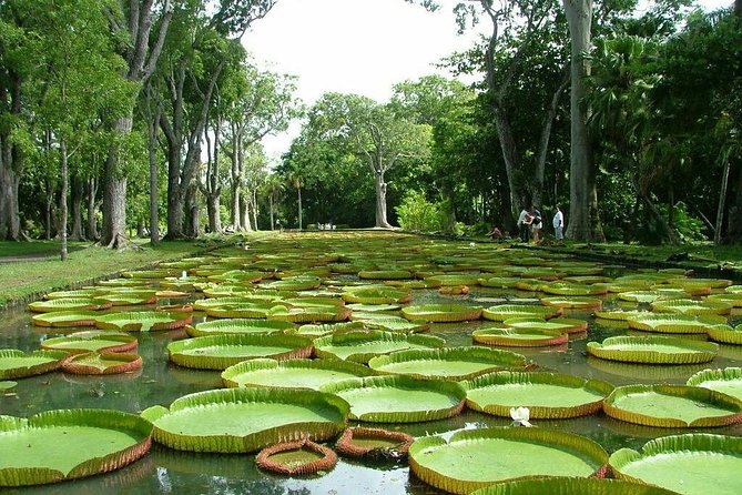 TAXI north guided tour. - Chateau de Labourdonnais and Mauritius’s sugar story