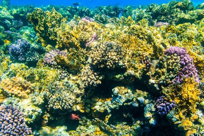 Tiran Island Snorkeling Excursion - Tiran Island or Ras Mohamed
