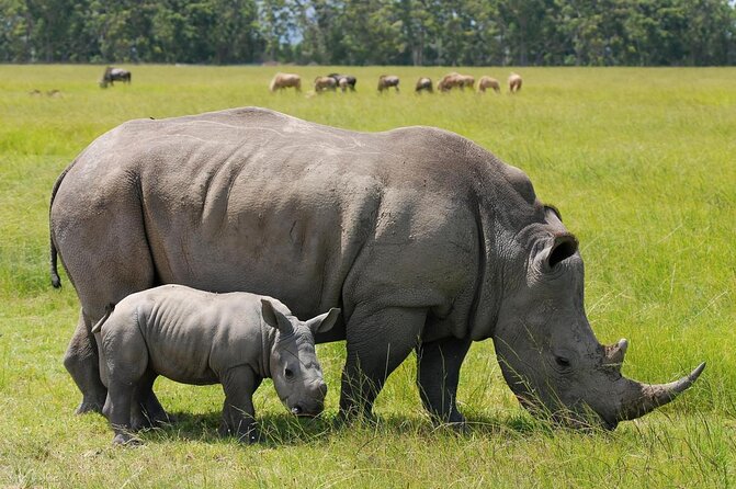 Tour: Giraffe Center and Nairobi National Park - Key points to know before booking