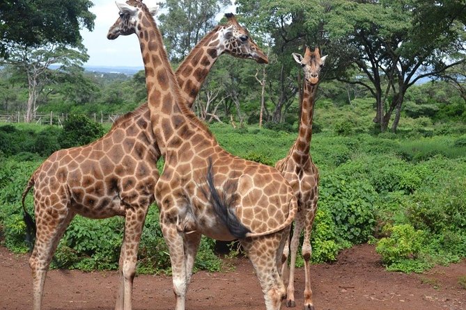 Tour: Giraffe Center and Nairobi National Park - Giraffe Centre: a close start to the day