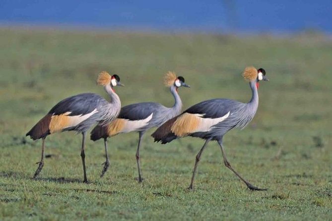 Tour: Giraffe Center and Nairobi National Park - Nairobi National Park from a pop-up roof