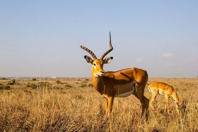 Tour: Giraffe Center and Nairobi National Park - Possible extras, and what is actually included