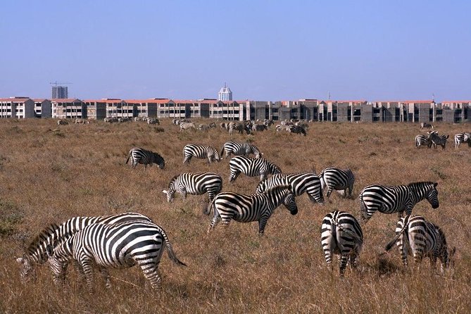 Tour: Giraffe Center and Nairobi National Park - Is $176 a fair price?