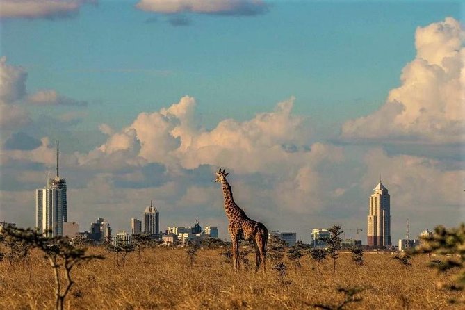 Tour: Giraffe Center and Nairobi National Park - Who will get the most from this day?