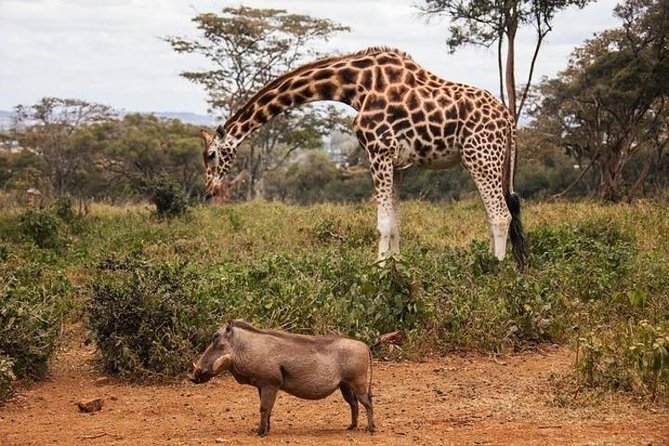 Tour: Giraffe Center and Nairobi National Park - The lunch break and the city traffic question