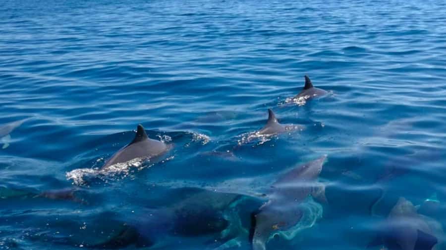 Trou d'Eau Douce: 5 Island Adventure with BBQ & Snorkeling - Key points at a glance