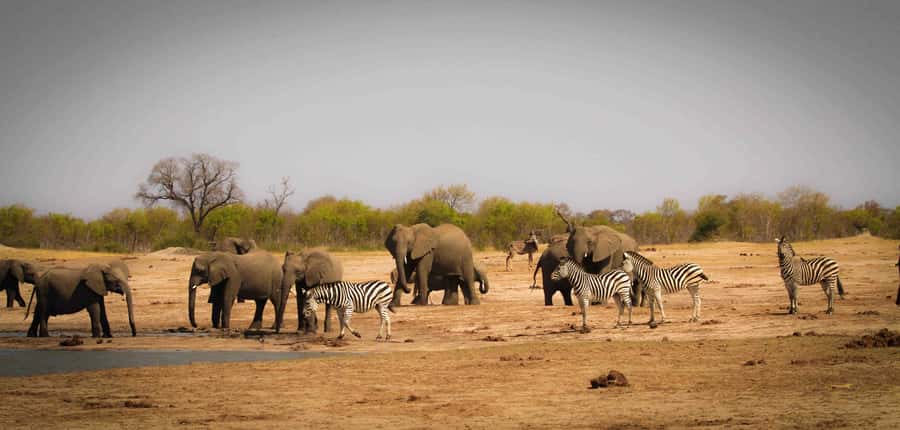 Victoria Falls: Chobe National Park Day Trip with Lunch - A buffet lunch and a welcome pause