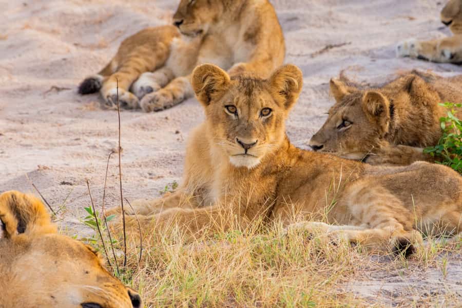 Victoria Falls: Chobe National Park Day Trip with Lunch - The Chobe River cruise
