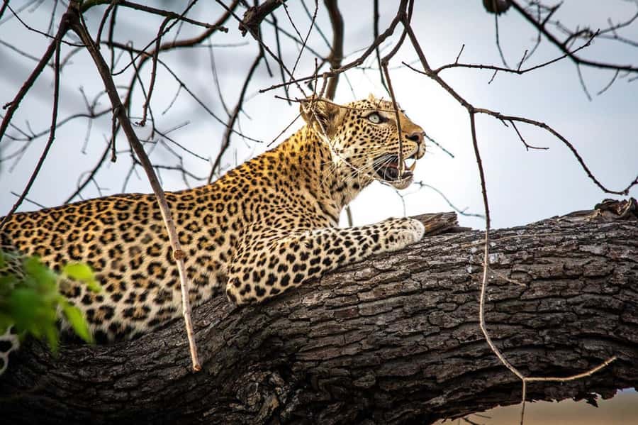 Victoria Falls: Chobe National Park Day Trip with Lunch - Practical tips for a smoother day
