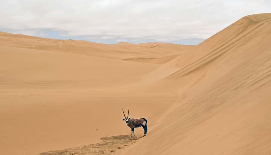 Walvis Bay: 4x4 Desert Excursion to Sandwich Harbour Bay - Is it suitable for families and older visitors?