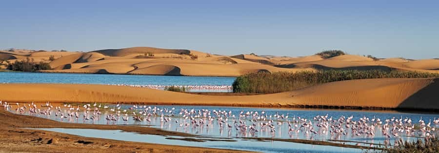 Walvis Bay and Sandwich Harbour Tour - Is $140 good value?