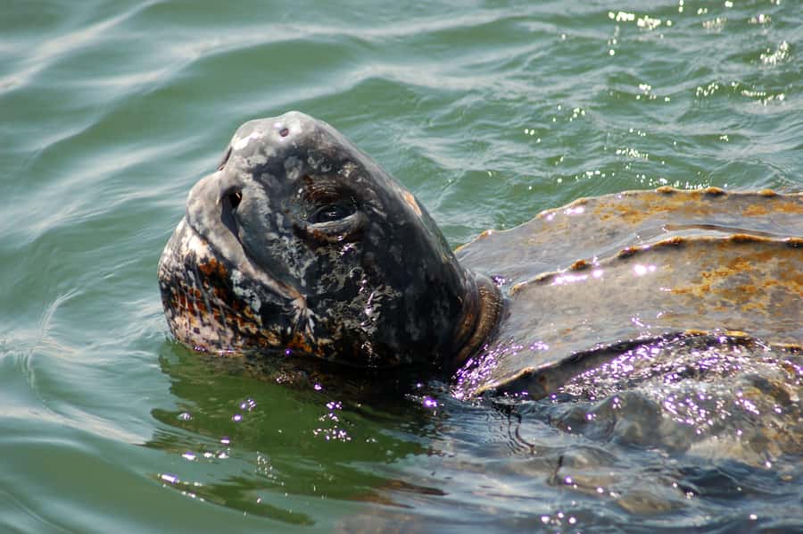Walvis Bay: Marine Big 5 Luxury Catamaran Tour - Key points to know before you book