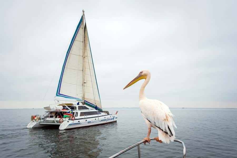 Walvis Bay: Marine Big 5 Luxury Catamaran Tour - Searching the open water for the Marine Big 5
