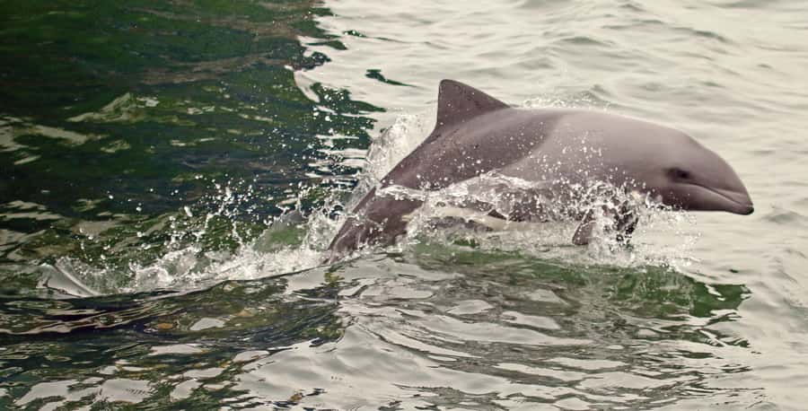 Walvis Bay: Marine Big 5 Luxury Catamaran Tour - Is $76 good value for three and a half hours?