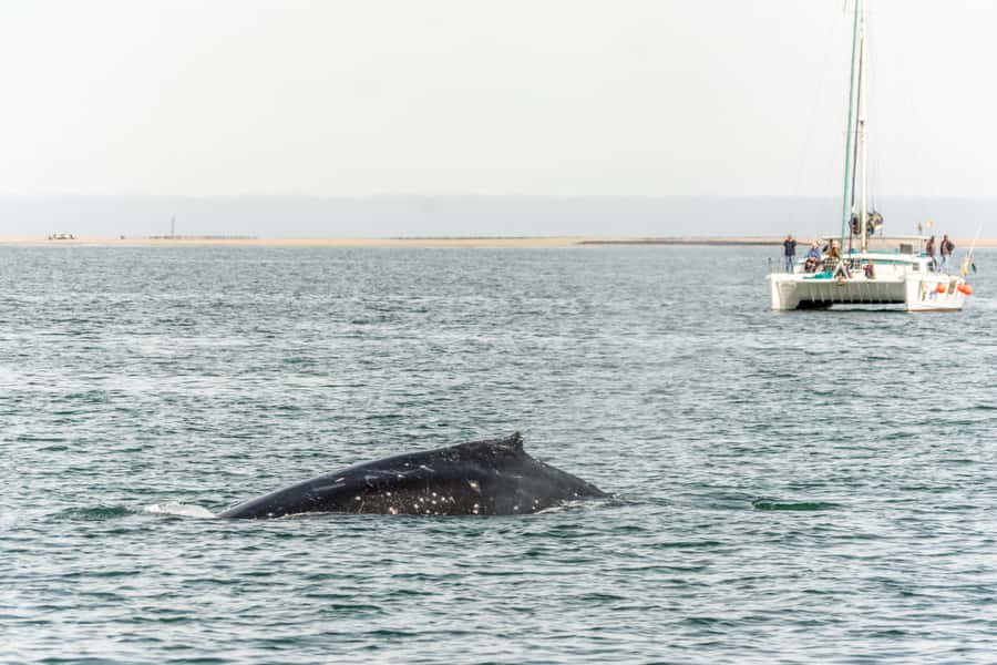 Walvis Bay: Marine Big 5 Luxury Catamaran Tour - Who should book this catamaran cruise?