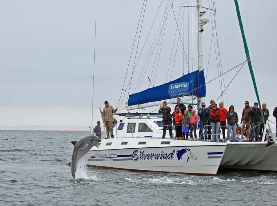Walvis Bay: Marine Big 5 Luxury Catamaran Tour - Practical details for a smooth morning
