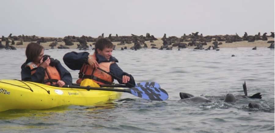 Walvis Bay: Pelican Point Kayaking Tour - What you can see from the kayak