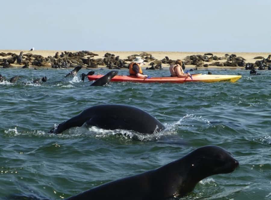 Walvis Bay: Pelican Point Kayaking Tour - Clothing, water, and the smell of a real seal colony