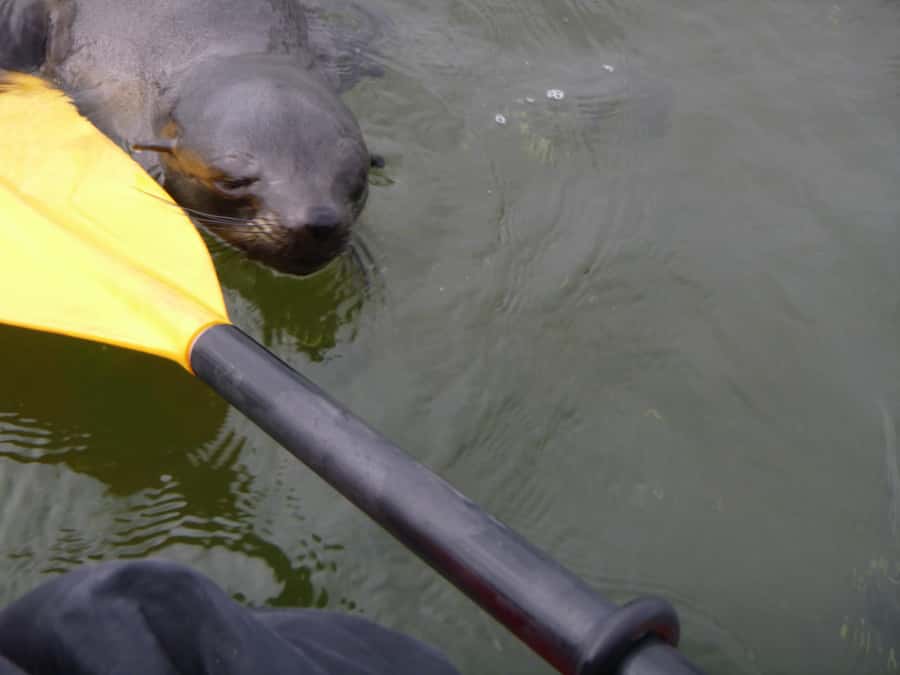 Walvis Bay: Pelican Point Kayaking Tour - Who will enjoy this tour most?