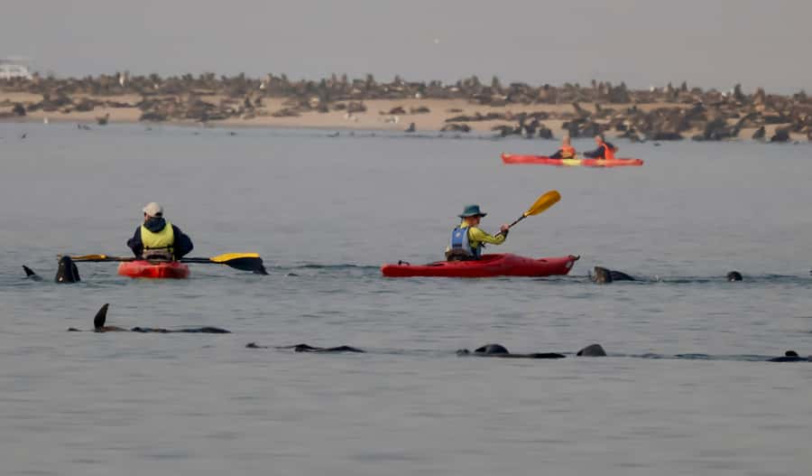 Walvis Bay: Pelican Point Kayaking Tour - Should you book the Pelican Point kayaking tour?
