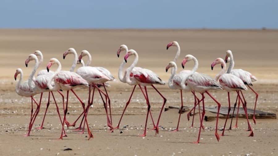 Walvis Bay: Pelican Point Kayaking Tour - FAQ