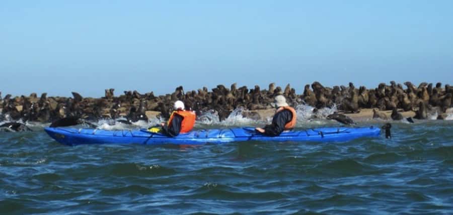 Walvis Bay: Pelican Point Kayaking Tour - Launching beside the Pelican Point seal colony