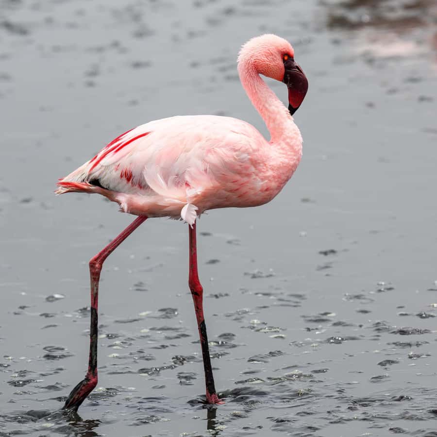 Walvis Bay: Sandwich Harbour Half-Day 4x4 Scenic Excursion - From salt works to the edge of the sea