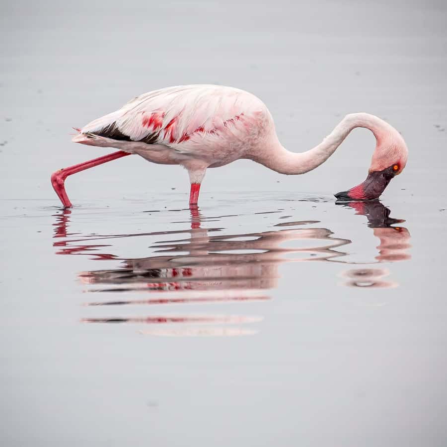 Walvis Bay: Sandwich Harbour Half-Day 4x4 Scenic Excursion - Walking around Sandwich Harbour Lagoon