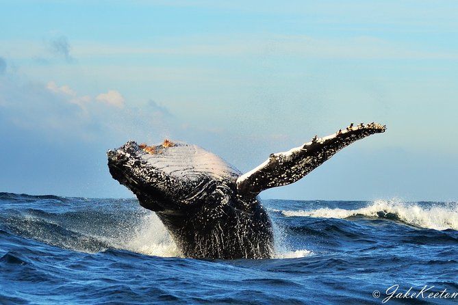 Whale, Dolphin & Penguin Island Cruise - Key things to know before you book