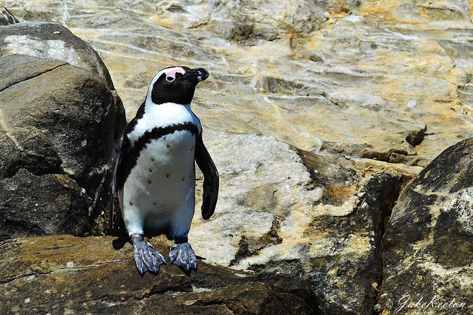 Whale, Dolphin & Penguin Island Cruise - Starting at Dom Pedro Jetty at 8am