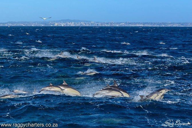 Whale, Dolphin & Penguin Island Cruise - A guide-led trip, not just a boat ride