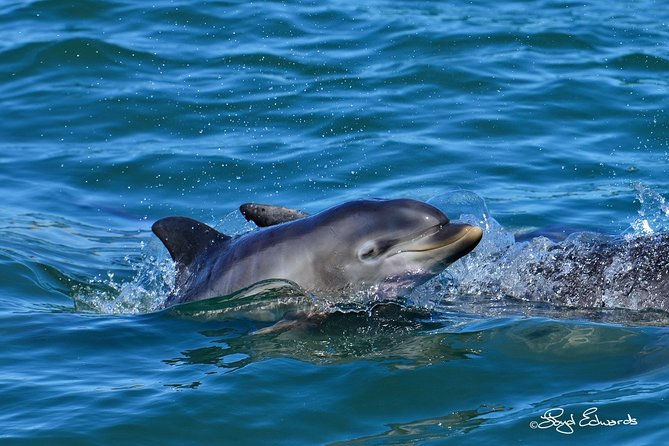 Whale, Dolphin & Penguin Island Cruise - Is $185.19 fair value?