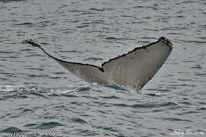 Whale, Dolphin & Penguin Island Cruise - Practical details that shape your day