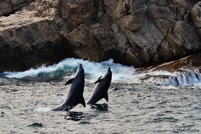 Whale, Dolphin & Penguin Island Cruise - What Algoa Bay can show you