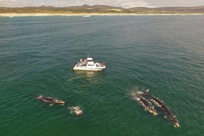 Whale Watching from Gansbaai - Why Gansbaai is a strong whale-watching base