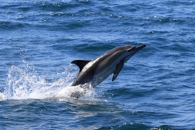 Whale Watching from Gansbaai - What the two-hour format means for your day