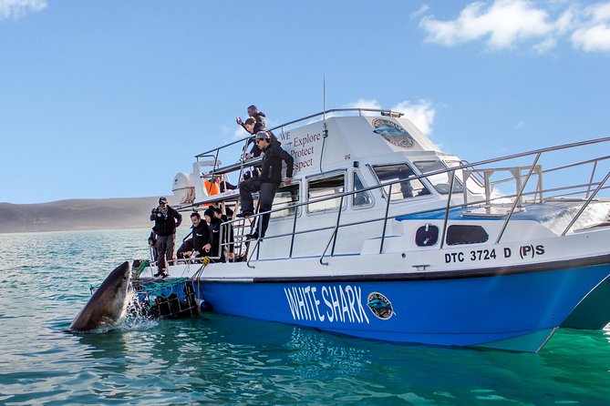 Whale Watching from Gansbaai - The crew and the quality of the commentary