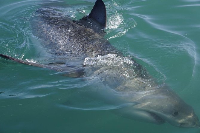 Whale Watching from Gansbaai - Weather, comfort, and what to pack
