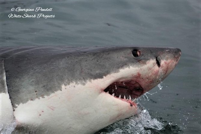 Whale Watching from Gansbaai - Price and what you receive for $112.15