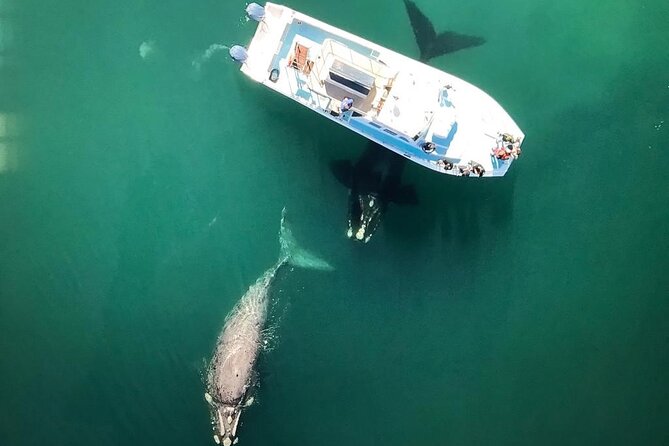 Whale Watching from Gansbaai - The wildlife you might see