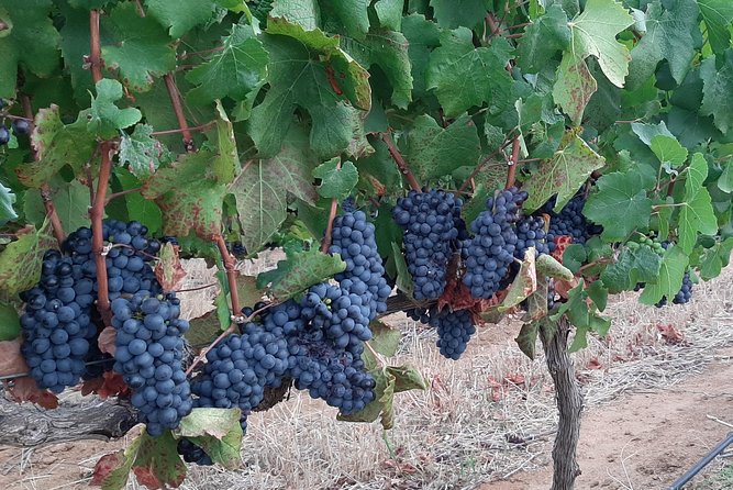 Wine Tour to Stellenbosch & Franschhoek with Tastings & Lunch - Who will enjoy this tour most