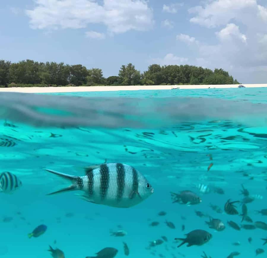 Zanzibar: Mnemba Island Dolphin and Snorkeling Tour - What the Mnemba boat trip is really like