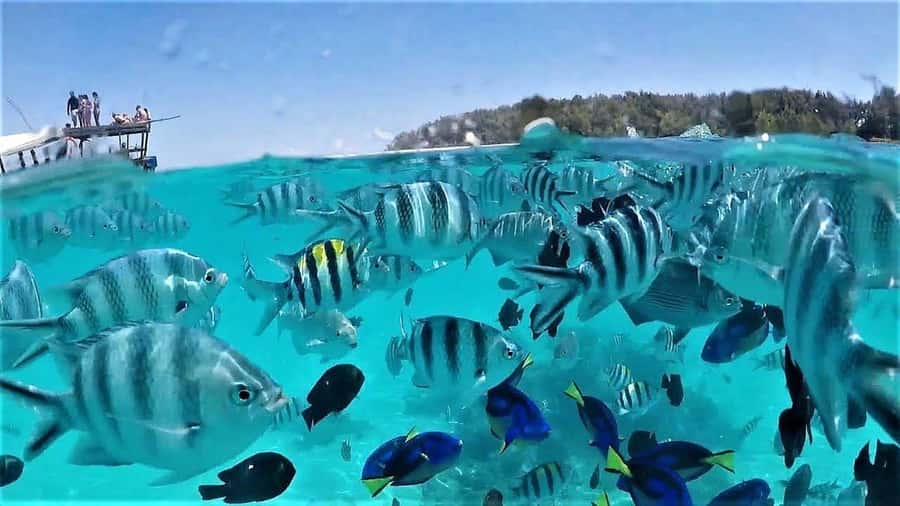 Zanzibar: Mnemba Island Dolphin and Snorkeling Tour - From Nungwi Beach to open water