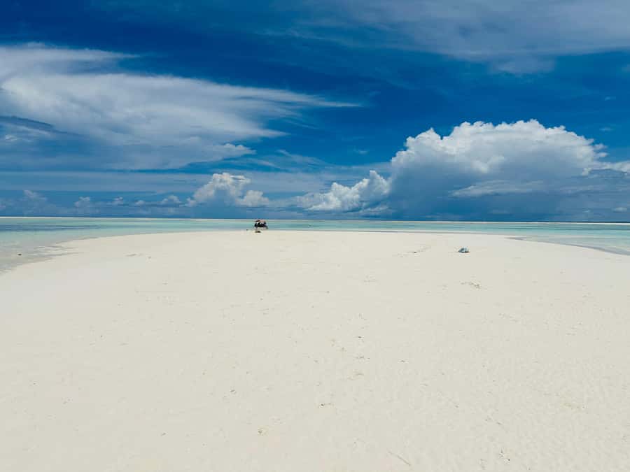 Zanzibar: Mnemba Island Dolphin and Snorkeling Tour - Who will enjoy this half-day outing