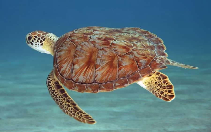 Zanzibar: Mnemba Island, Prison Island and Salaam Cave Tour - Swimming with turtles at Salaam Cave