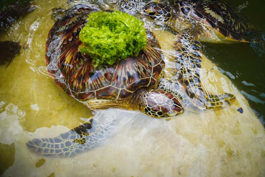 Zanzibar: Nungwi Turtle Aquarium Guided Half-Day Trip - Why the Nungwi turtle visit is worth your time