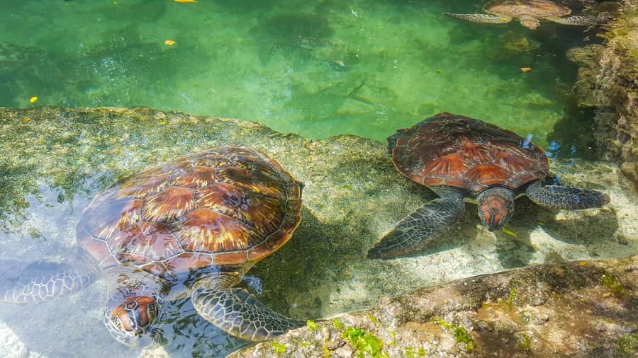 Zanzibar: Nungwi Turtle Aquarium Guided Half-Day Trip - The drive from your hotel to northern Zanzibar