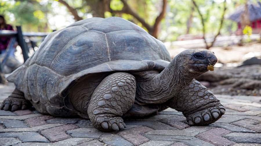Zanzibar; Prison Island, Nakupenda, StoneTown Tour with BBQ - Prison Island and its giant Aldabra tortoises